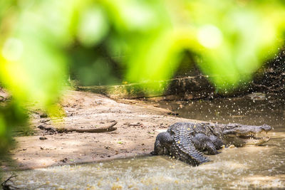 View of a turtle in the ground