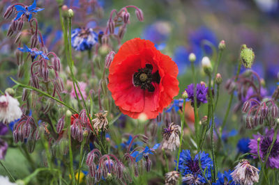 Close-up of purple poppy flowers growing on field