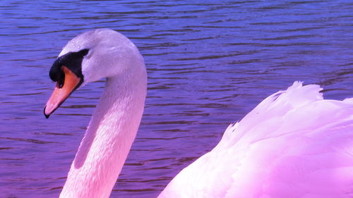 Swan swimming in lake