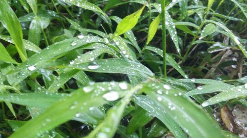 Close-up of water drops on leaf