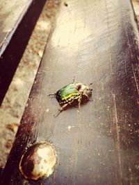 Close-up of insect on wall