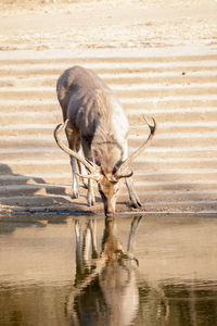Horse drinking water