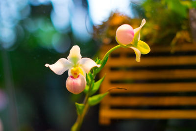 Close-up of flower against blurred background