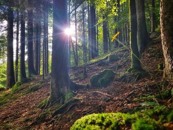 Sunlight streaming through trees in forest