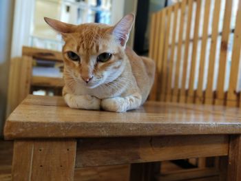 Portrait of cat sitting on table