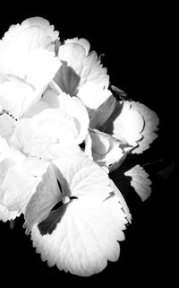 Close-up of flower over black background