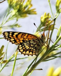 Close-up of butterfly pollinating on flower