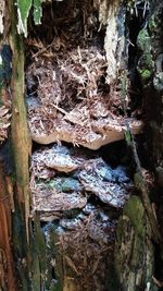 Close-up of tree trunk