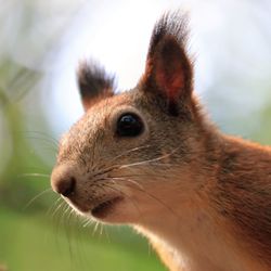 Close-up of squirrel