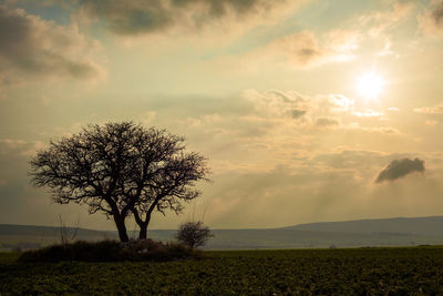 Tree on field against sky during sunset