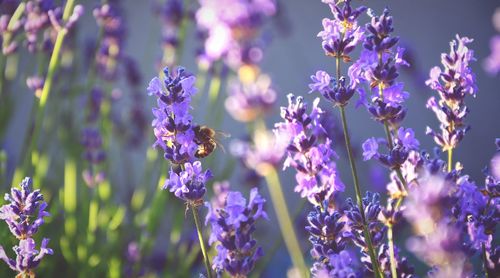 Close-up of purple flowers