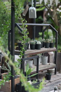 Close-up of potted plants in yard