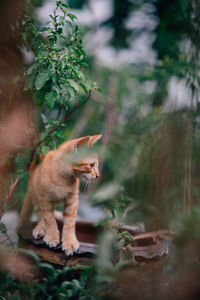 Cat looking away while standing by plants