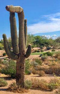 Cactus growing on field against sky