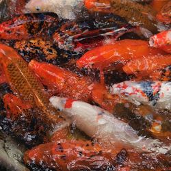 High angle view of crab swimming in water