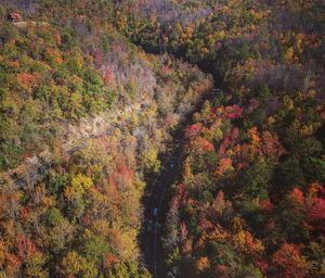 Trees in forest during autumn