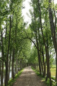 Footpath amidst trees in forest