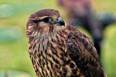 Close-up of owl perching outdoors