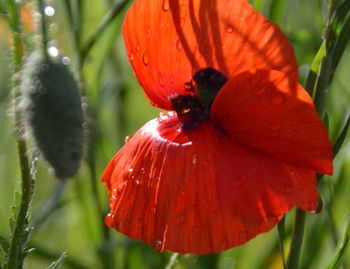 Close-up of red flower