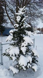 Close-up of snow covered tree during winter