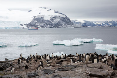 Penguins perching against frozen sea