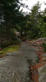 Footpath amidst trees