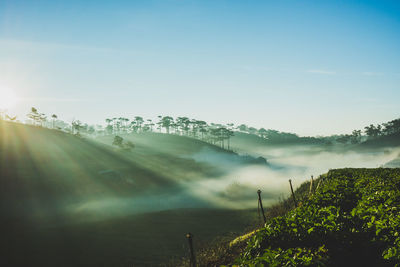 Plants growing on land against sky