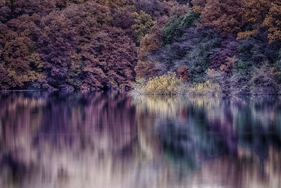 Reflection of trees in lake