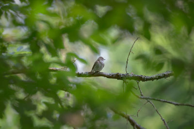 Bird perching on a tree