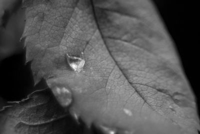 Close-up of dry leaf