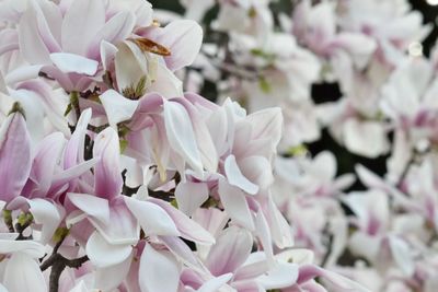 Close-up of pink cherry blossoms