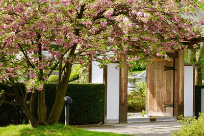 Cherry blossom tree by building