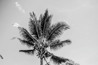 Low angle view of palm tree against clear sky