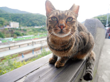 pet
