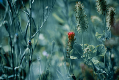 Close-up of red flowering plant