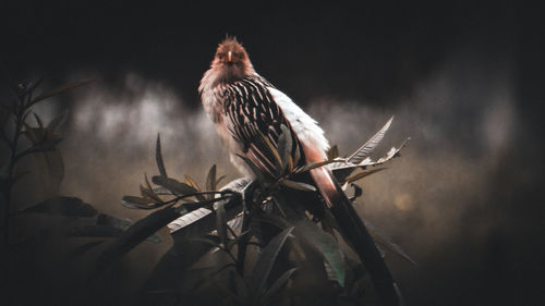 Low angle view of eagle perching on tree