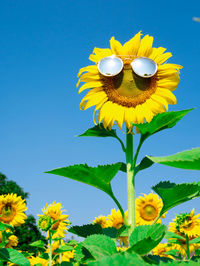 Close-up of sunflower against blue sky