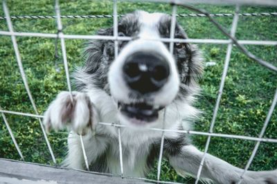 Close-up of dog