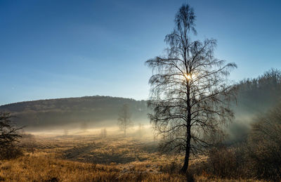 Bare trees on field against sky