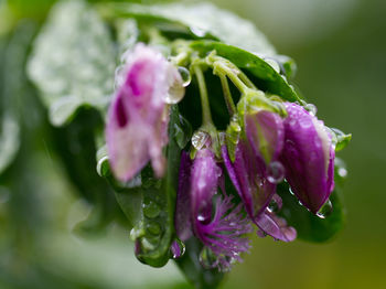 Close-up of wet purple flower