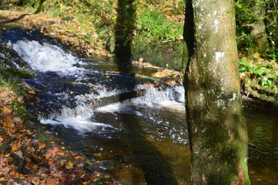 Scenic view of waterfall in forest