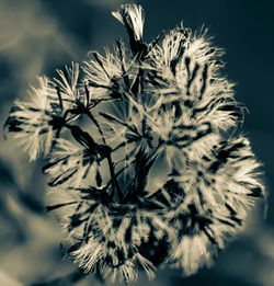 Close-up of flowers against sky