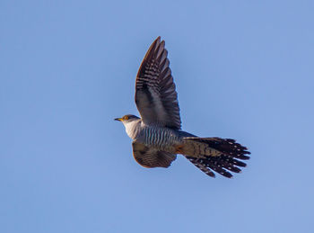 Low angle view of eagle flying against clear sky