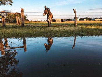 Reflection of donkey in field