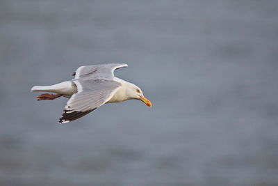 Flying seagull portrait