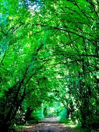 Trees in forest