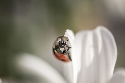 Close-up of ladybug on white flower