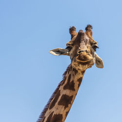 Low angle view of giraffe against clear blue sky