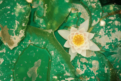 Close-up of white flowering plant