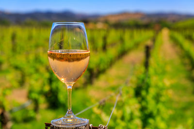 Close-up of wineglass on table